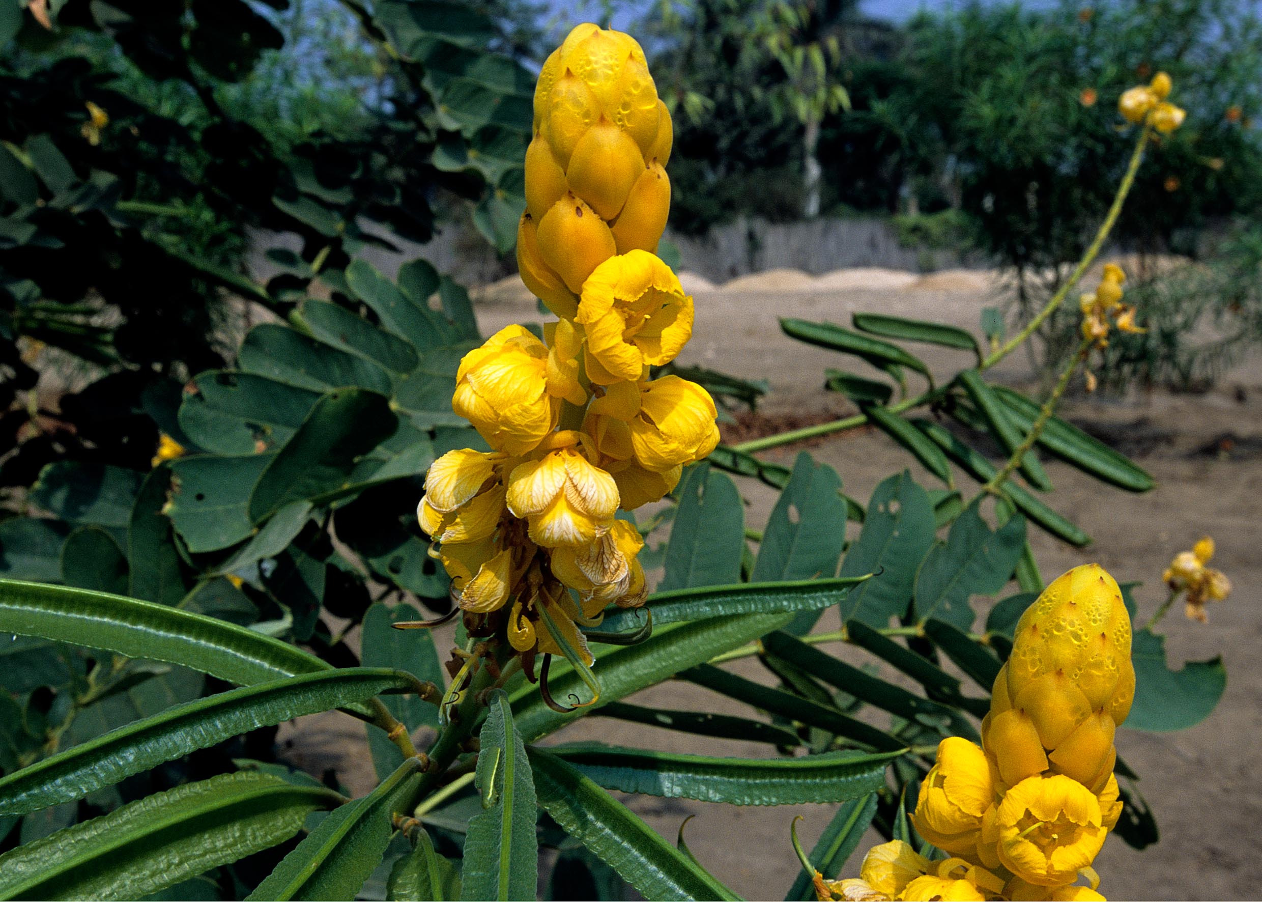 Senna alata